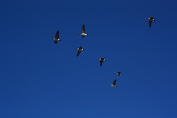 Geese