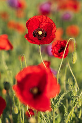 Obraz premium Mak siewny czerwony w rozkwicie na polu wiosną, Papaver somniferum, Czechy