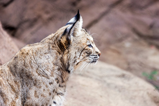 Bobcat