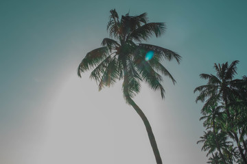 coconut and sun