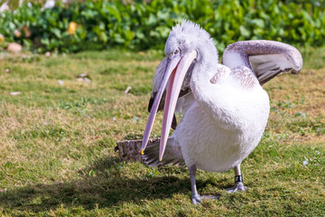 Pink-Backed Pelican