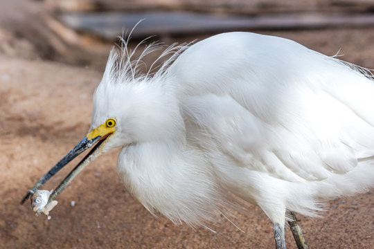 Snowy Egret