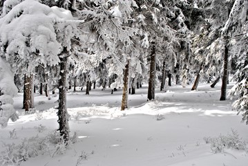 Las w zimie