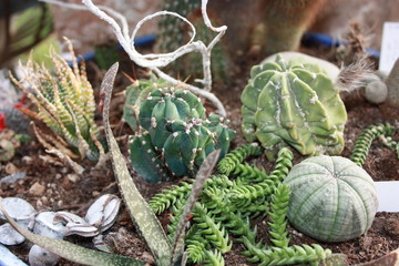 fat plant planted in a pot
