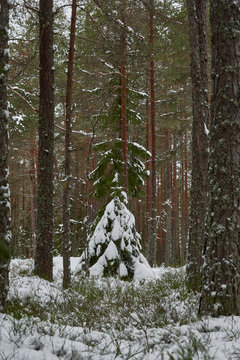 forest in winter flir