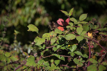 Schmetterling auf Brombeeren