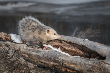 Opossum (Didelphimorphia) Stands Facing Right Atop Log Winter