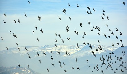 Pájaros en el cielo