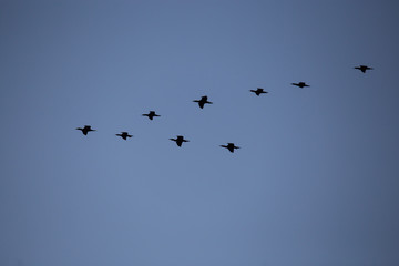 Wildgänse im Formationsflug