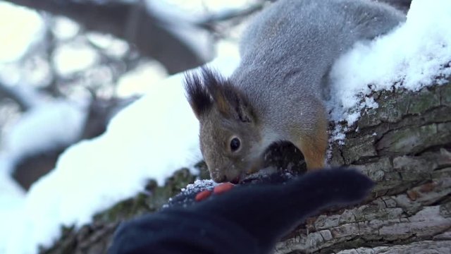 Close up for gray squirrel taking nut carefully from human hand on a snowy tree branch in winter. Squirrel sitting on a snowy tree branch and eating peanut from hand in black glove in winter park.