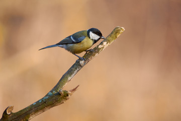 Great tit sits on a dry mossy branch of a spring forest park.