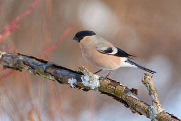 Eurasian bullfinch sits on a branch with flaky bark in the winter forest park.