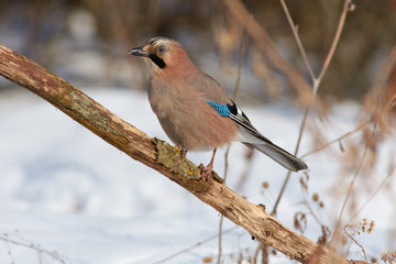Eurasian jay sits on a lichen-covered branch in a winter forest park.