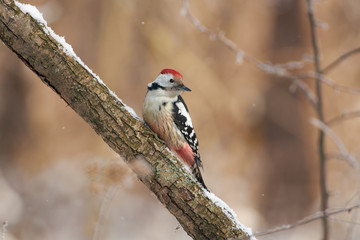 Middle spotted woodpecker sits on a snowy branch in the forest park on the first day of winter.