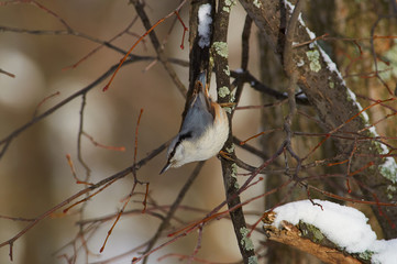 Eurasian nuthatch weighs on a branch upside down in a winter forest park.