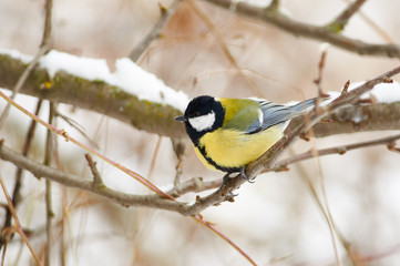 Great tit sits on a branch in the bush in the winter forest park.