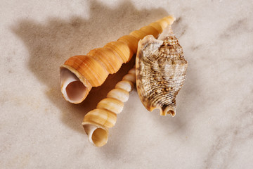 collection of shells on white marble
