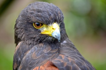 Obraz premium Bird of Prey