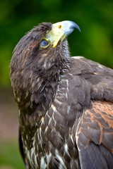 Bird of Prey