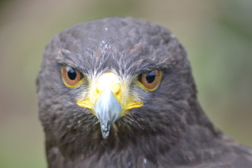 Fototapeta premium Bird of Prey