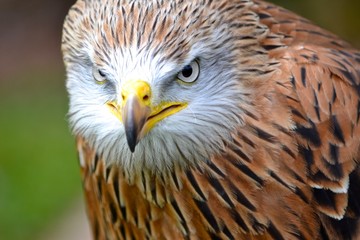 Bird of Prey