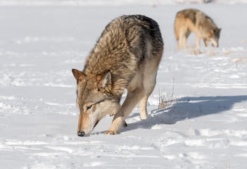 Fototapeta premium Szare wilki (Canis lupus) Wąchają intensywnie w zimę polną
