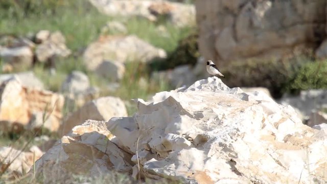 Black eared wheatear female Black eared wheatear stand on a rock