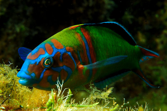 Colorful fish ornate wrasse ( Thalassoma pavo )