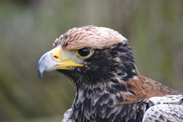 Bird of Prey