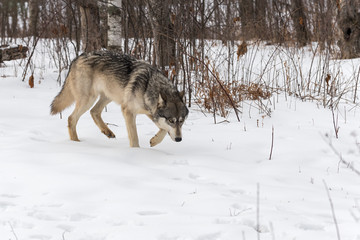 Grey Wolf (Canis lupus) Walks Right Head Down Winter