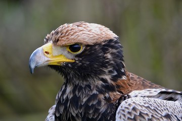 Bird of Prey