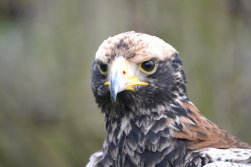 Bird of Prey