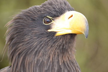 Bird of Prey