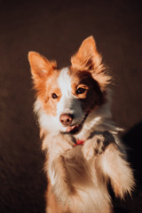 cute portrait of red Border collie dog . grey background