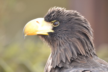 Bird of Prey