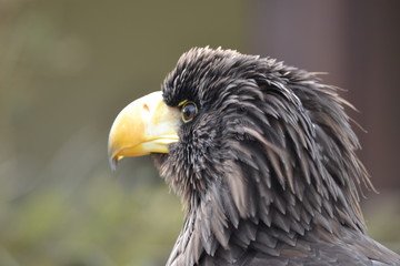 Bird of Prey