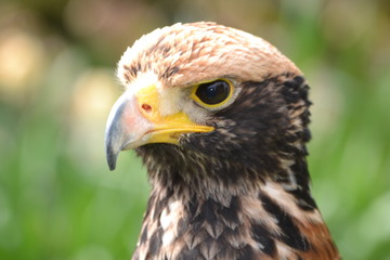 Obraz premium Bird of Prey