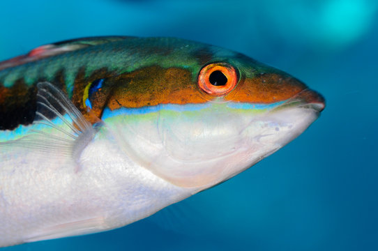 Colorful fish rainbow wrasse ( Coris julis )