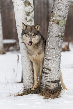 Grey Wolf (Canis lupus) Sheepish Look Nose Lick Winter