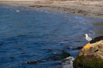 Lone seagull sitting on rocks and staring at the sea