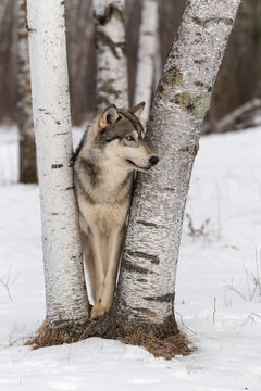 Grey Wolf (Canis lupus) Peers Right Around Birch Trees Winter