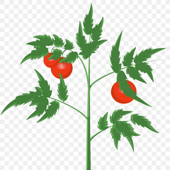 tomato Bush with fruits