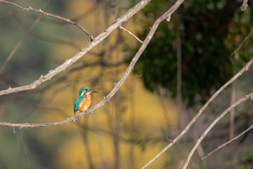 Yalıçapkını » Alcedo atthis » Common Kingfisher