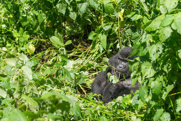 weiblicher Berggorilla im Dschnugel von Sumatra