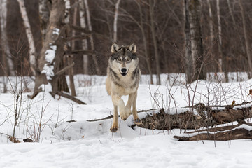 Grey Wolf (Canis lupus) Leaps Over Snowy Log Winter