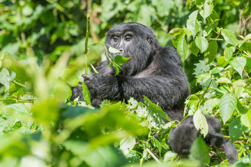 weiblicher Berggorilla im Dschnugel von Sumatra