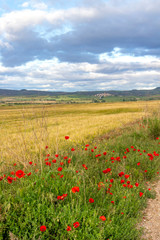 Beautiful May agricultural landscape with poppies on the Camino de Santiago, Way of St. James between Los Arcos and Sansol in Navarre, Spain