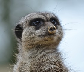 Meerkat
