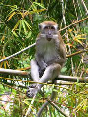 Monkey sitting on branch, Indonesia
