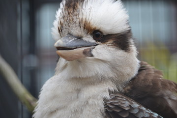Kookaburra